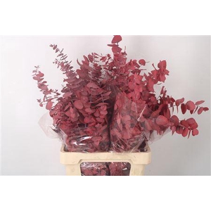 Stabi Stuartiana Red Per Bunch