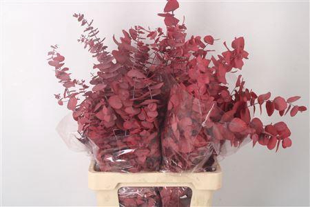 <h4>Stabi Stuartiana Red Per Bunch</h4>
