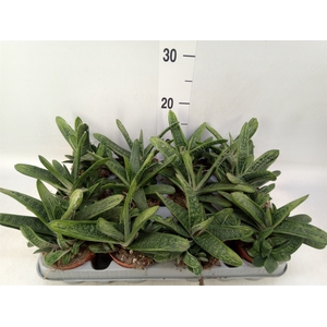 Gasteria  'Little Warty'
