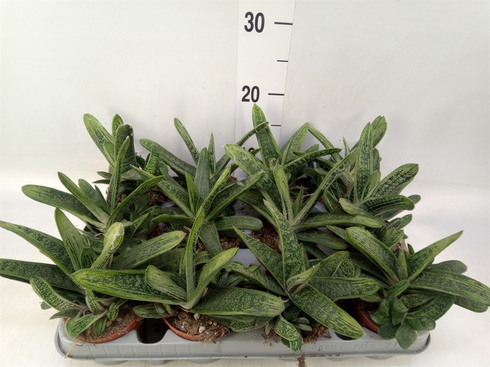 <h4>Gasteria  'Little Warty'</h4>
