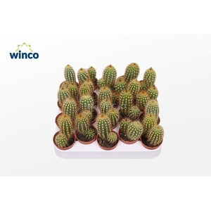 Neocardinazia Herzogiana