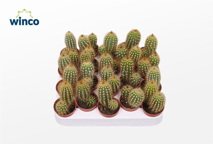 Neocardinazia Herzogiana