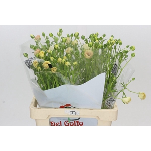 Ranunculus Butterfly Keramos