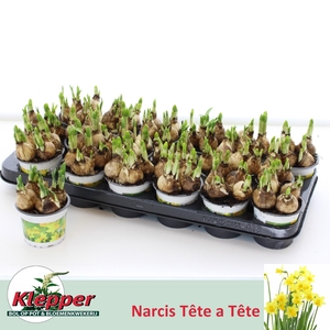 NARCISSUS TETE A TETE P9