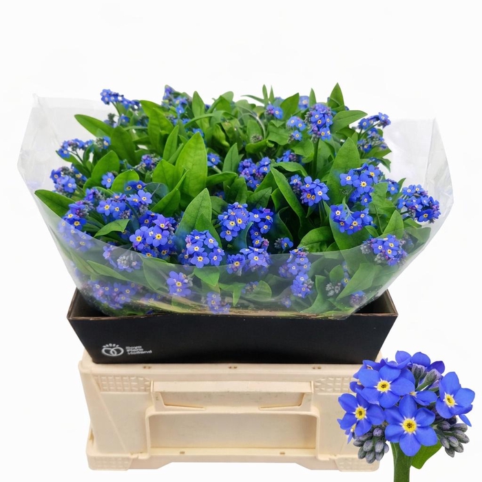 <h4>MYOS AL BLUE MEMORY</h4>