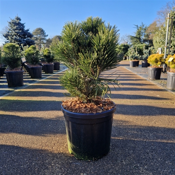 <h4>Pinus leucodermis 'Malinki'</h4>