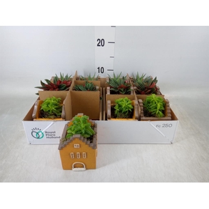 Planten  ..in schaal L%