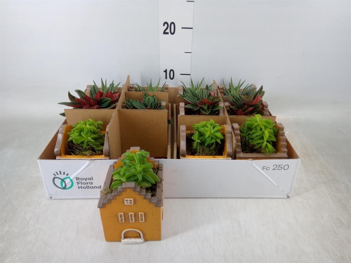 <h4>Planten  ..in schaal L%</h4>