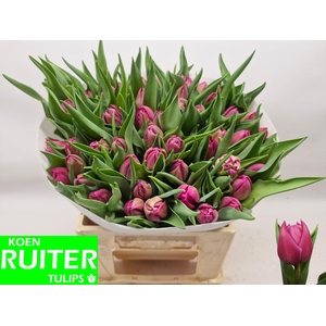 TU DU DOUBLE PRINCES