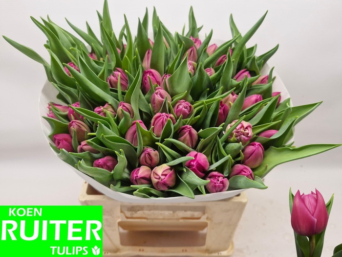 <h4>TU DU DOUBLE PRINCES</h4>