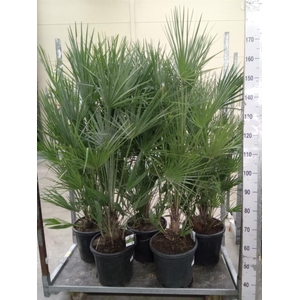 Chamaerops humilis