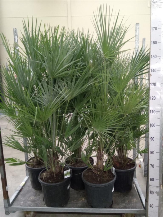 <h4>Chamaerops humilis</h4>
