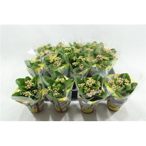 Weaver Mini Kalanchoe