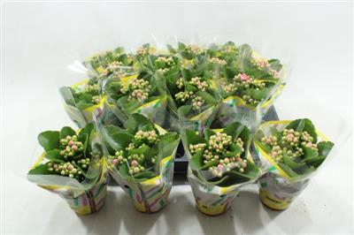 <h4>Weaver Mini Kalanchoe</h4>