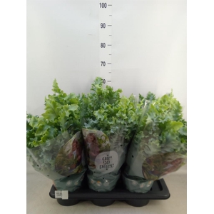 Phlebodium aureum 'Davana'