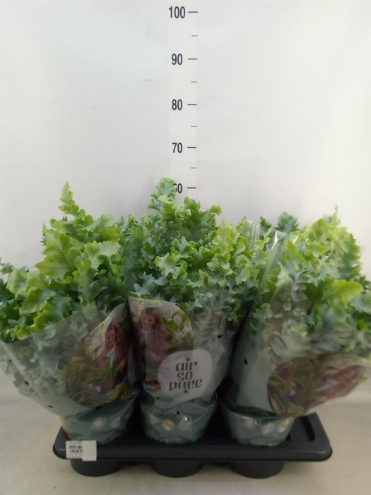 <h4>Phlebodium aureum 'Davana'</h4>