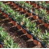 Nerium oleander