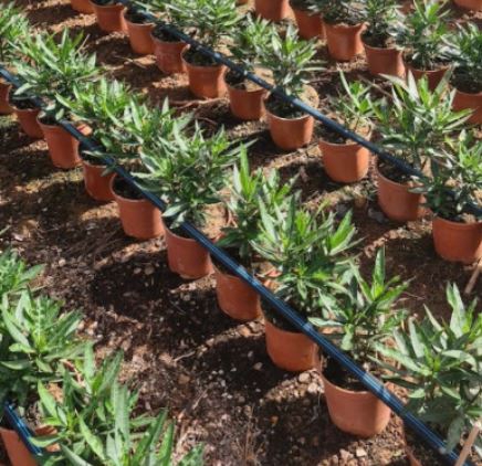 Nerium oleander