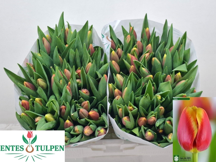 <h4>TU EN REPLAY</h4>