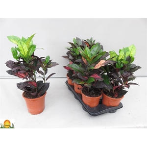 Codiaeum Mrs Iceton 17Ø 50cm 2pp