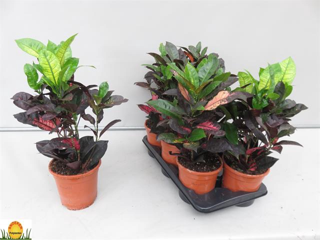Codiaeum Mrs Iceton 17Ø 50cm 2pp
