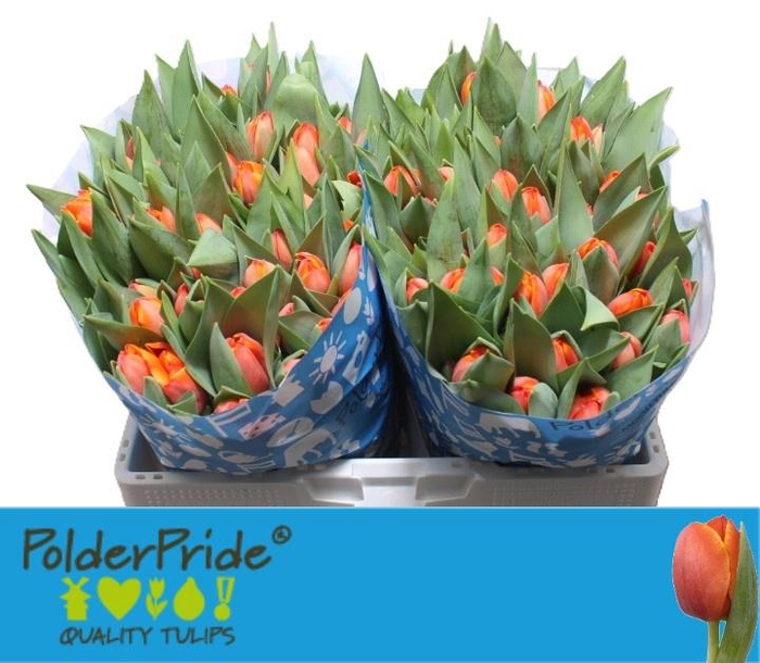 <h4>TU EN AD REM</h4>