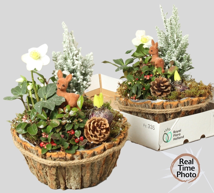 <h4>ARR TUINPLANTEN</h4>