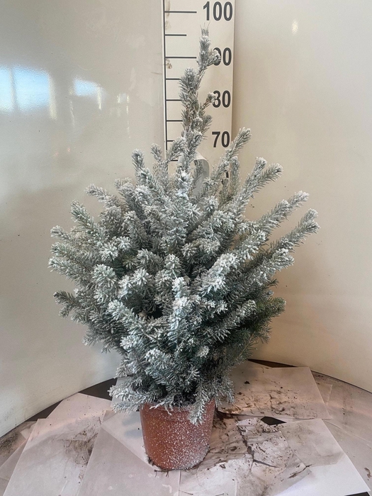 <h4>PICEA OMORIKA</h4>