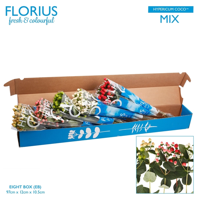 <h4>Hypericum Coco Mix TMQ</h4>