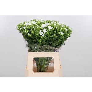 PHLOX P WHITECAP