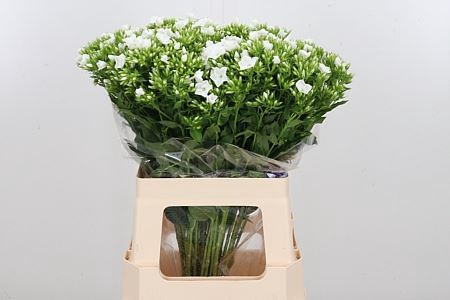 <h4>PHLOX P WHITECAP</h4>