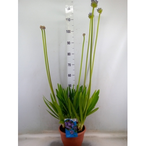 Agapanthus afric.