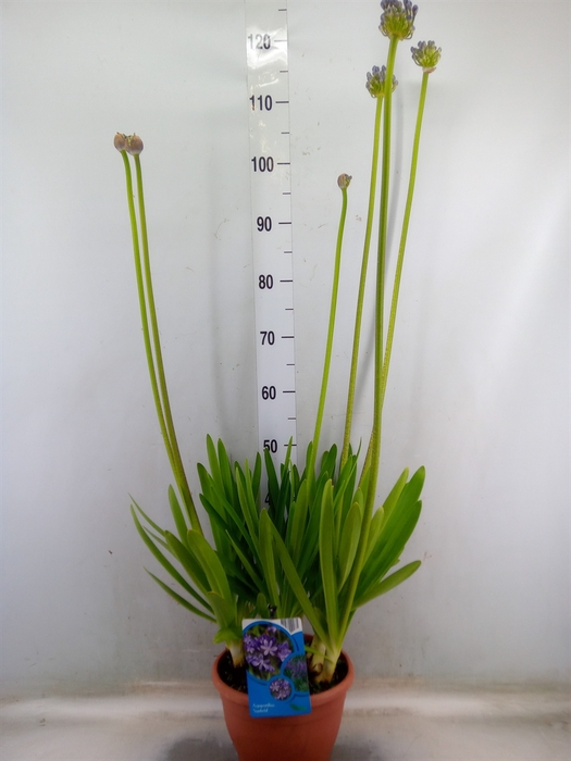 <h4>Agapanthus afric.</h4>
