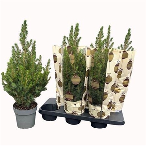 Picea Gl Conica Luxe Hoes