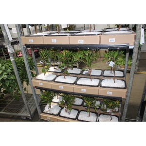 ARDISIA JARDINEIRA 1.1L