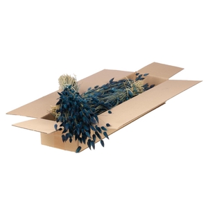 Lagurus Ovatus Sb Dark Blue