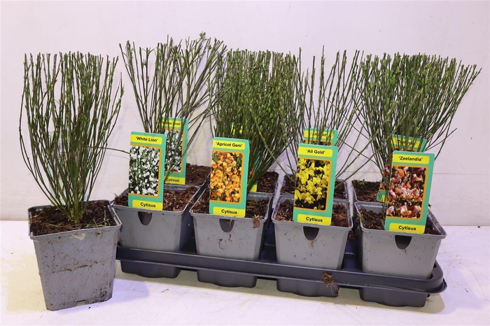 <h4>Cyti Pr Ov Mixtray</h4>