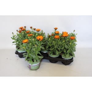 Osteospernum Senorita Lucia (Orange)