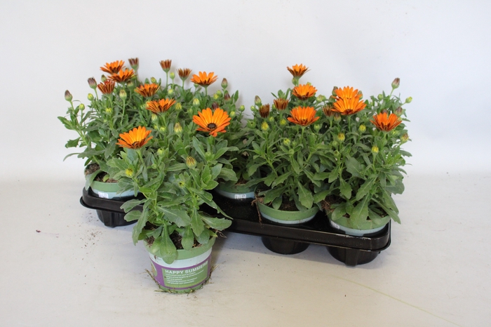 <h4>Osteospernum Senorita Lucia (Orange)</h4>