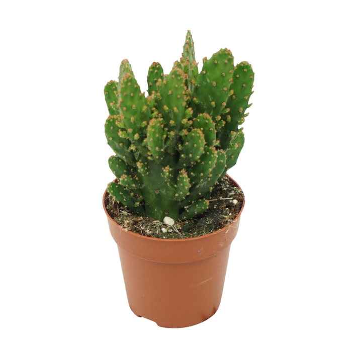 <h4>Opuntia tuna</h4>