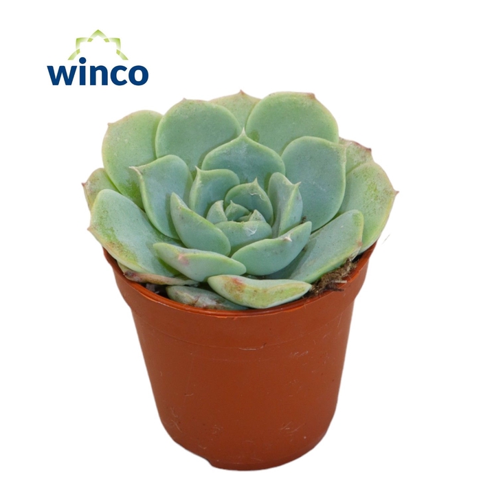 <h4>Echeveria Haylina</h4>