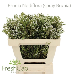 Brunia Nodiflora (spray Brunia)