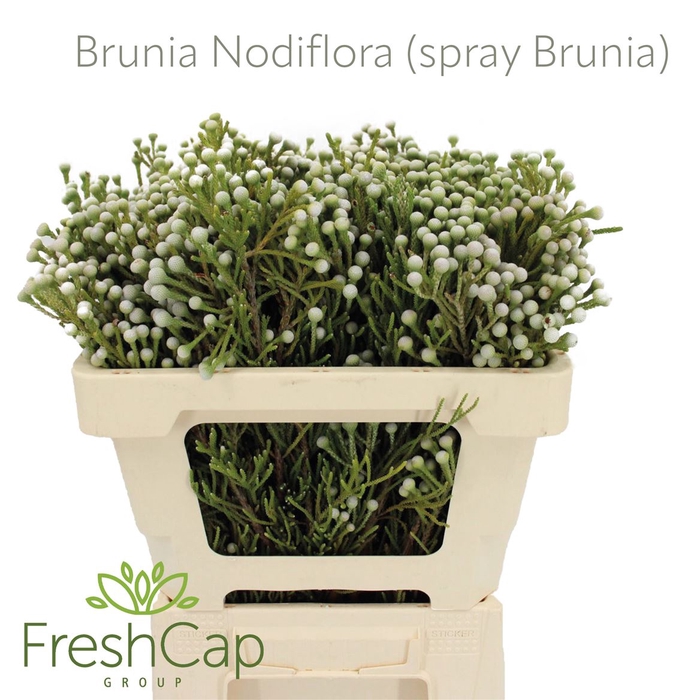 <h4>Brunia Nodiflora (spray Brunia)</h4>