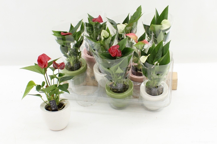 <h4>ANTHU AN GEM 3 KL</h4>