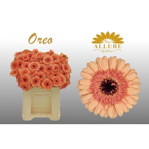 Gerbera mini 'Oreo' fust 555