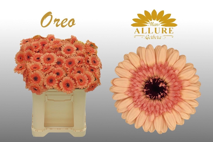 <h4>Gerbera mini 'Oreo' fust 555</h4>