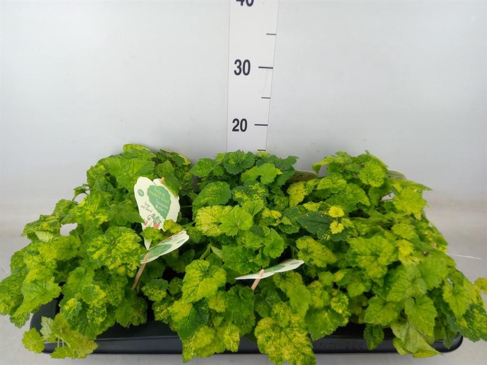 <h4>Tolmiea menziesii ...variegated</h4>