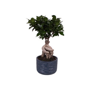 Ficus Mi Ginseng Keramiek Rustic Touch