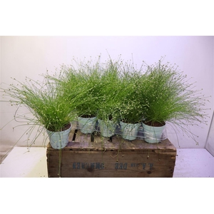 Isolepis Cernua