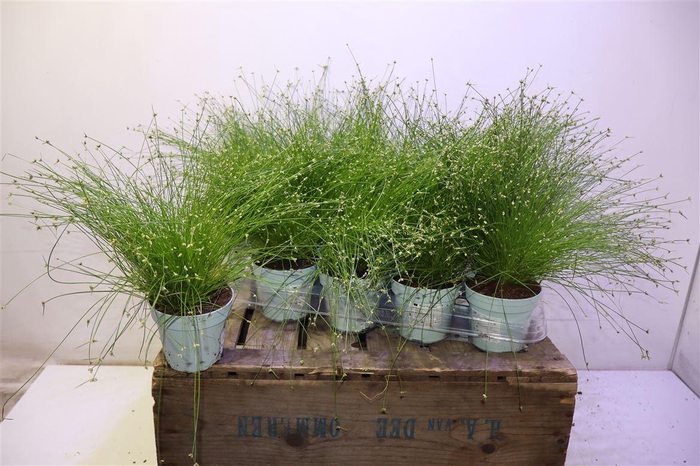 <h4>Isolepis Cernua</h4>